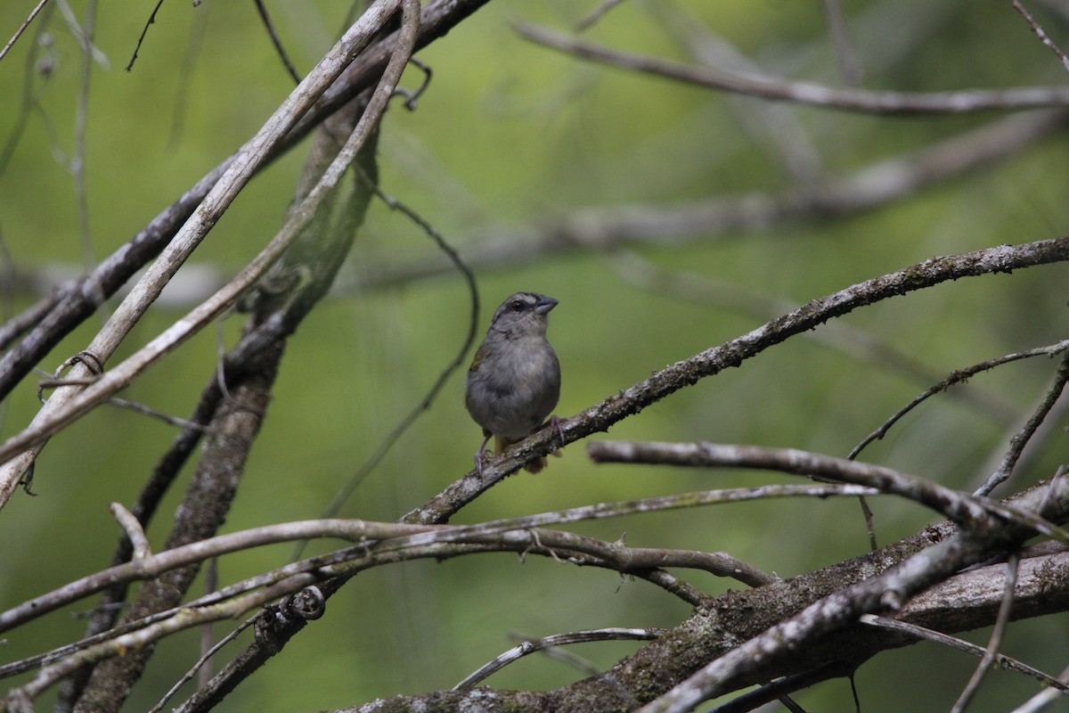 Green-backed Sparrow - ML640847675