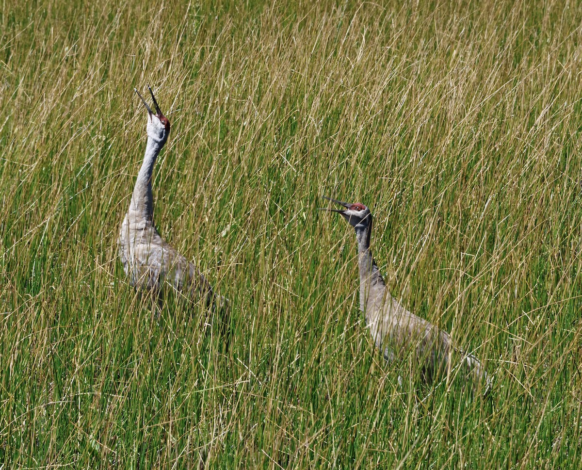 Орог тогоруу - ML640847689