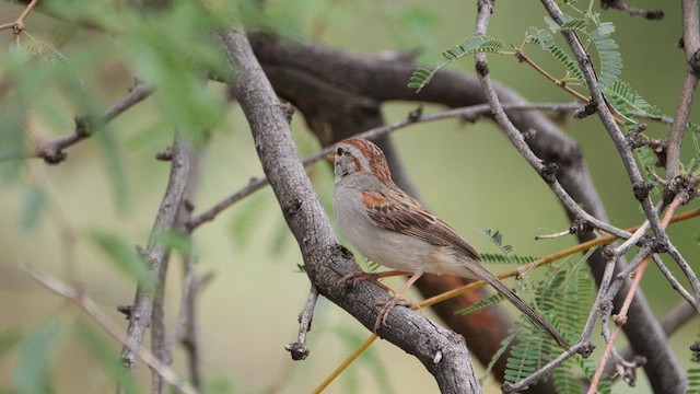 Rufous-winged Sparrow - ML640847735