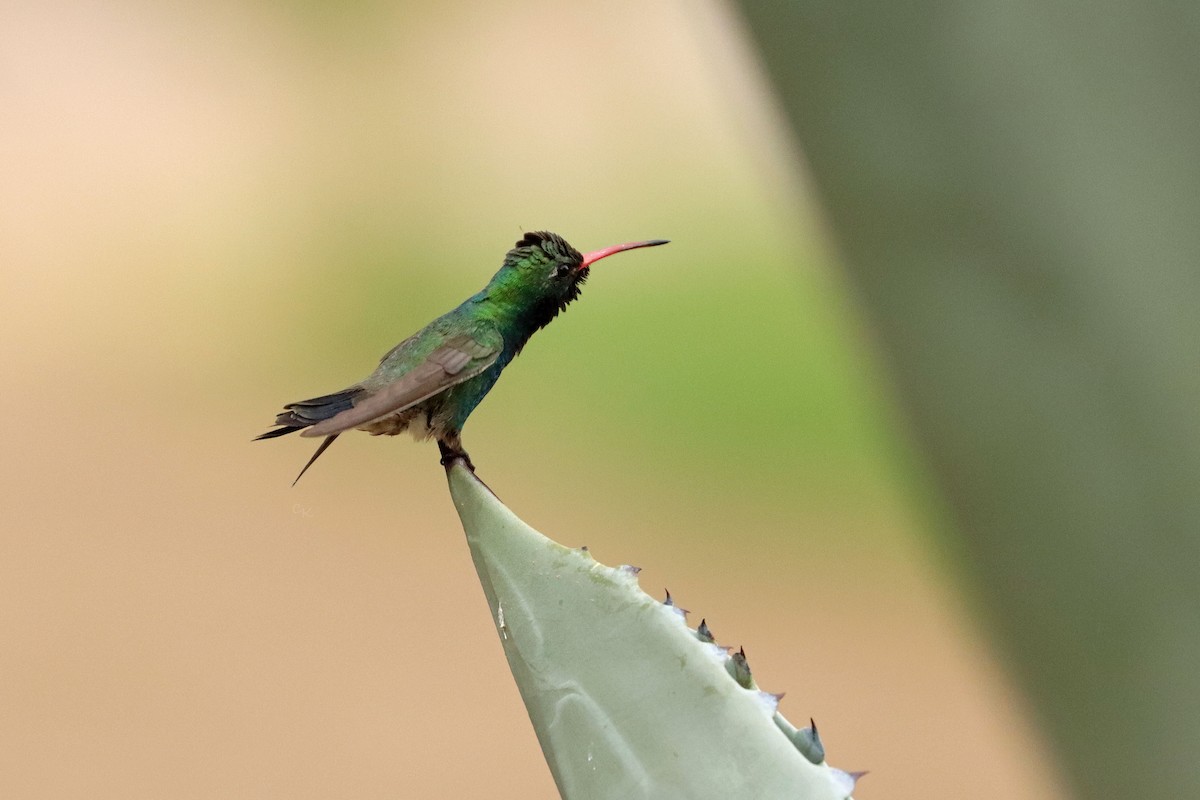 Breitschnabelkolibri - ML640847770