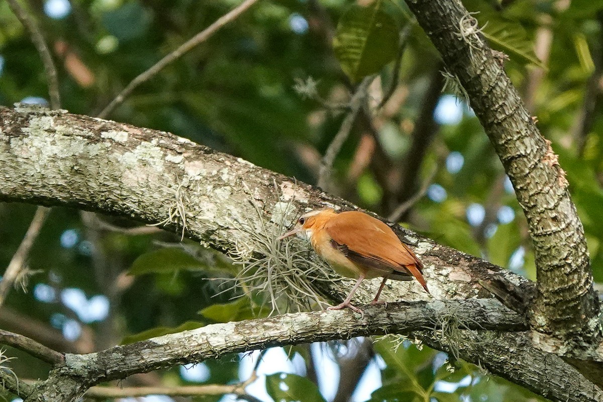 Fournier du Venezuela - ML640847824