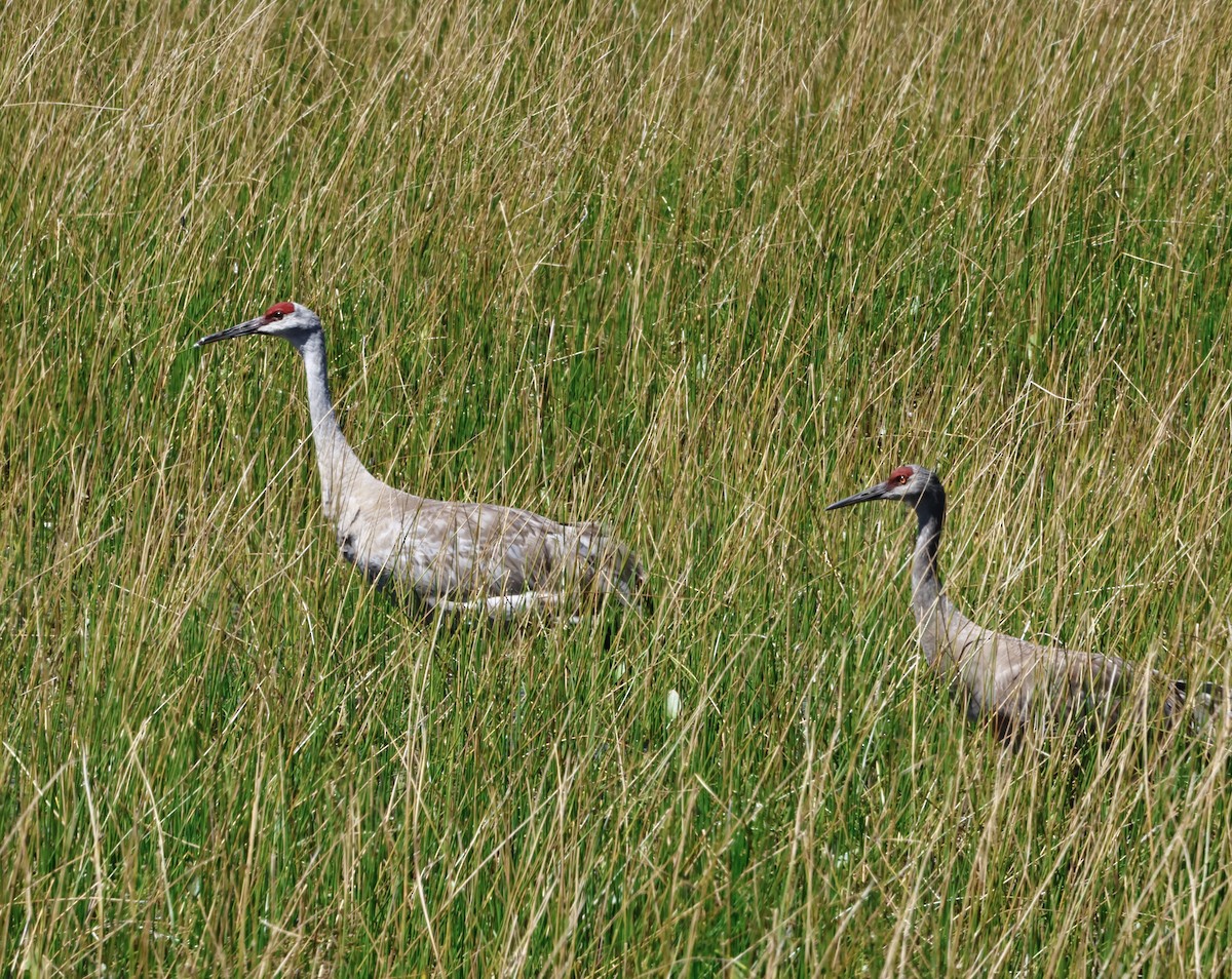 Орог тогоруу - ML640847889