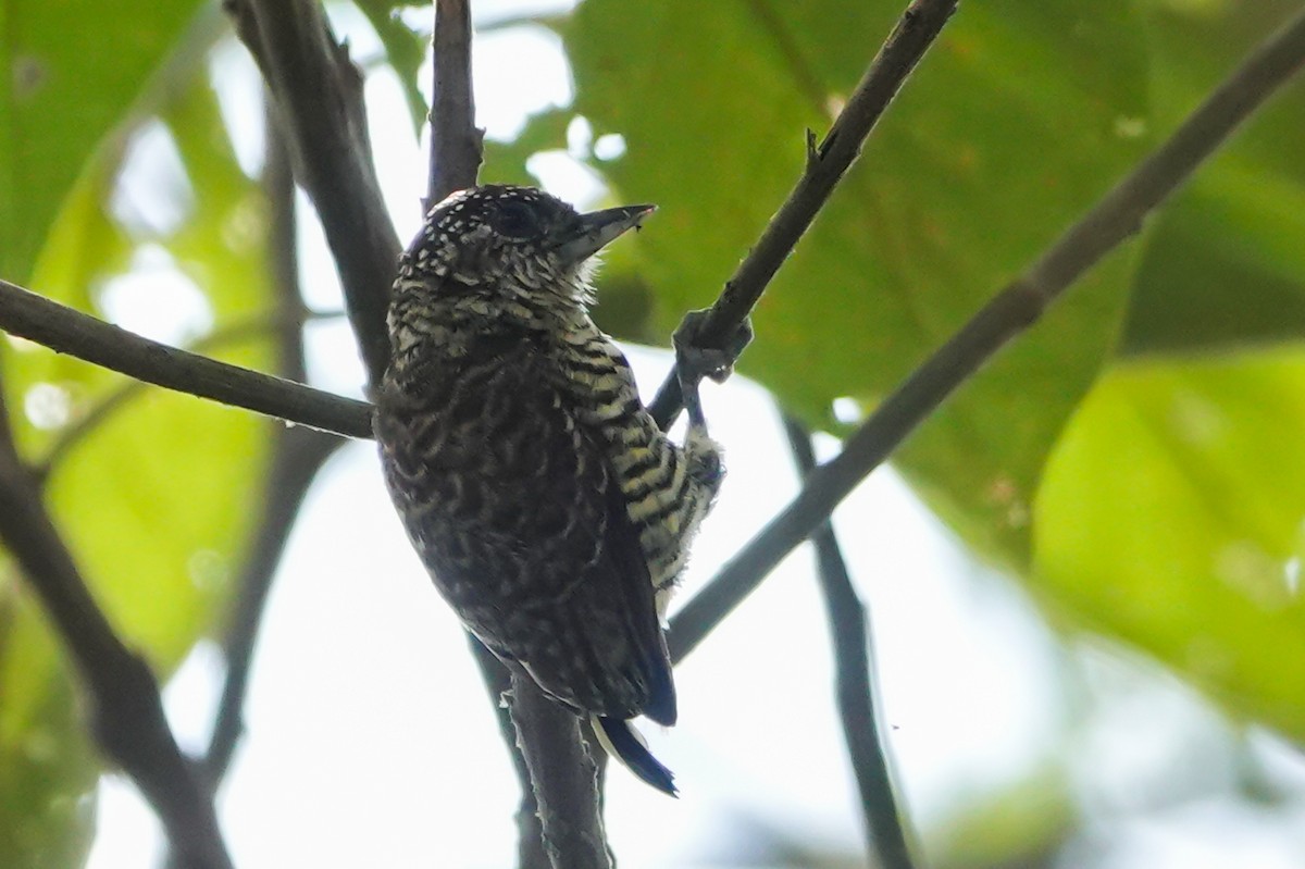 Lafresnaye's Piculet - ML640847971