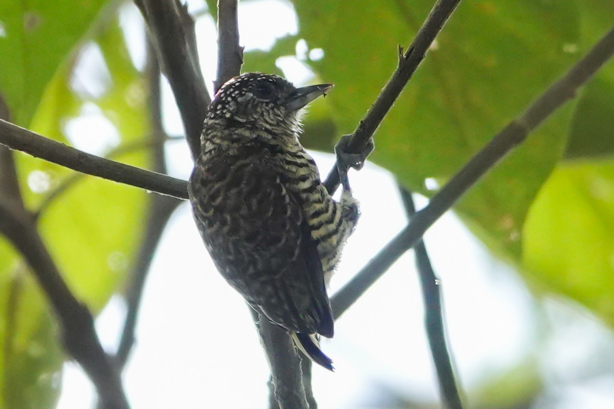 Lafresnaye's Piculet - ML640847972