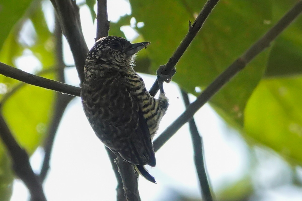 Lafresnaye's Piculet - ML640847973