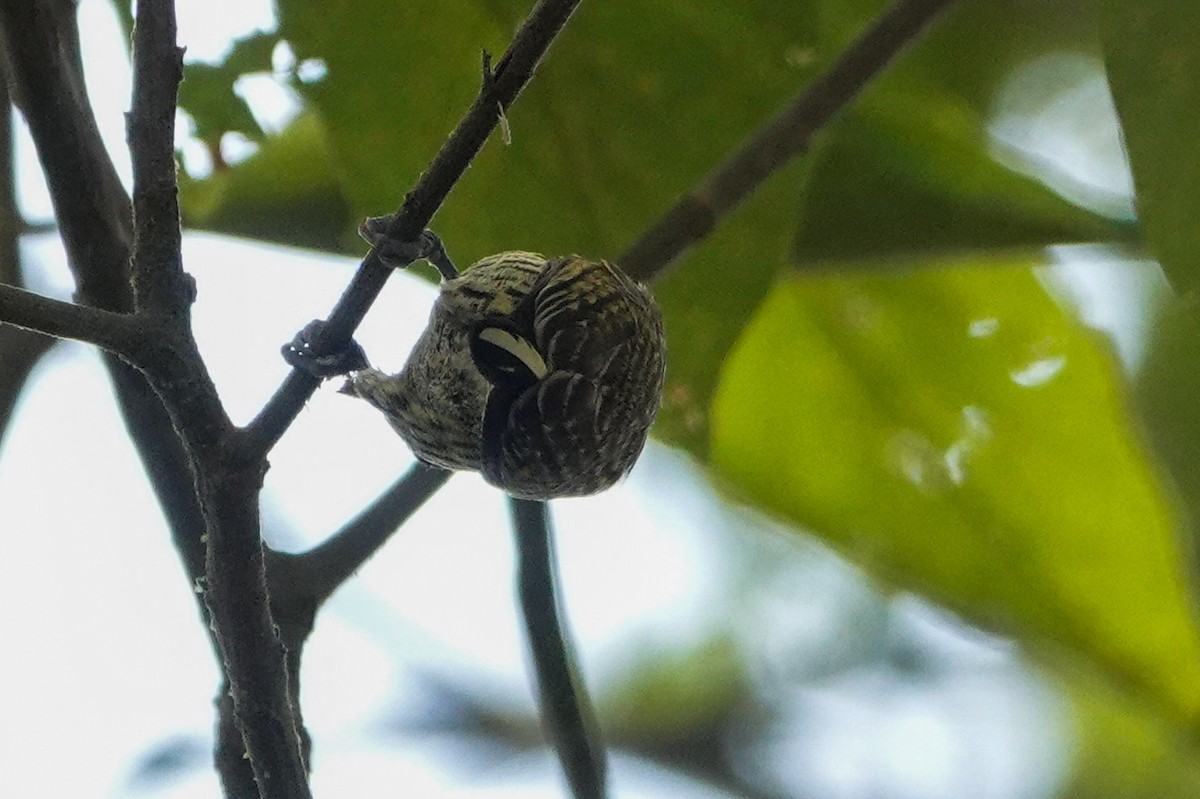 Lafresnaye's Piculet - ML640847974