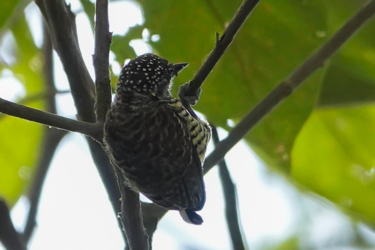 Lafresnaye's Piculet - ML640847976
