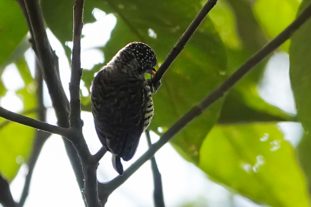 Lafresnaye's Piculet - ML640847977