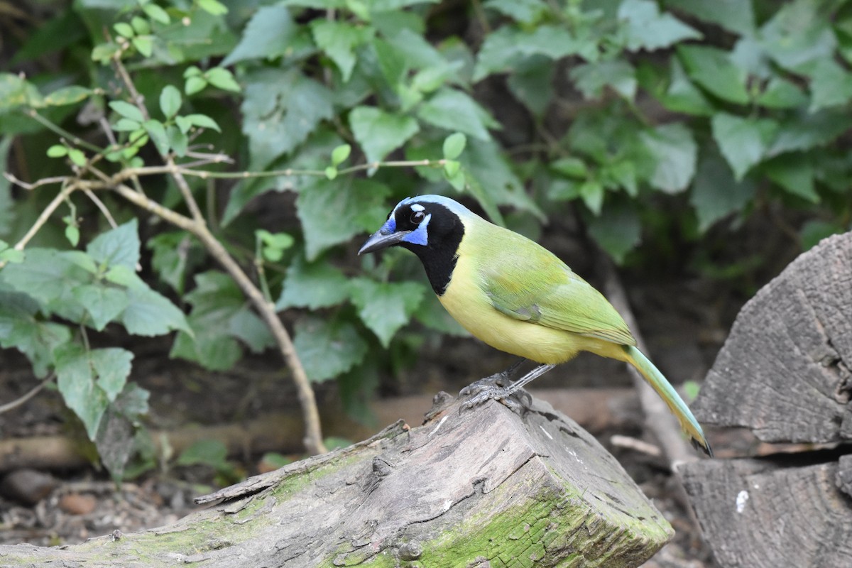 Green Jay - ML640848014