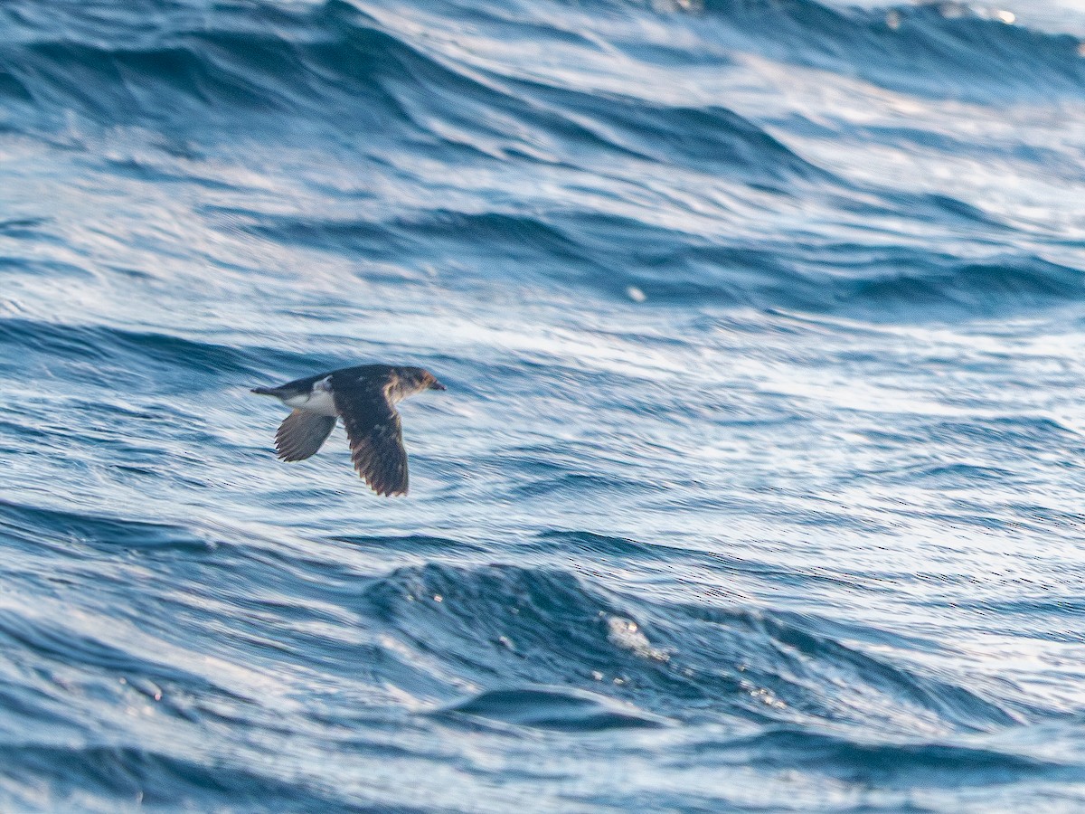 Common Diving-Petrel - ML640848096