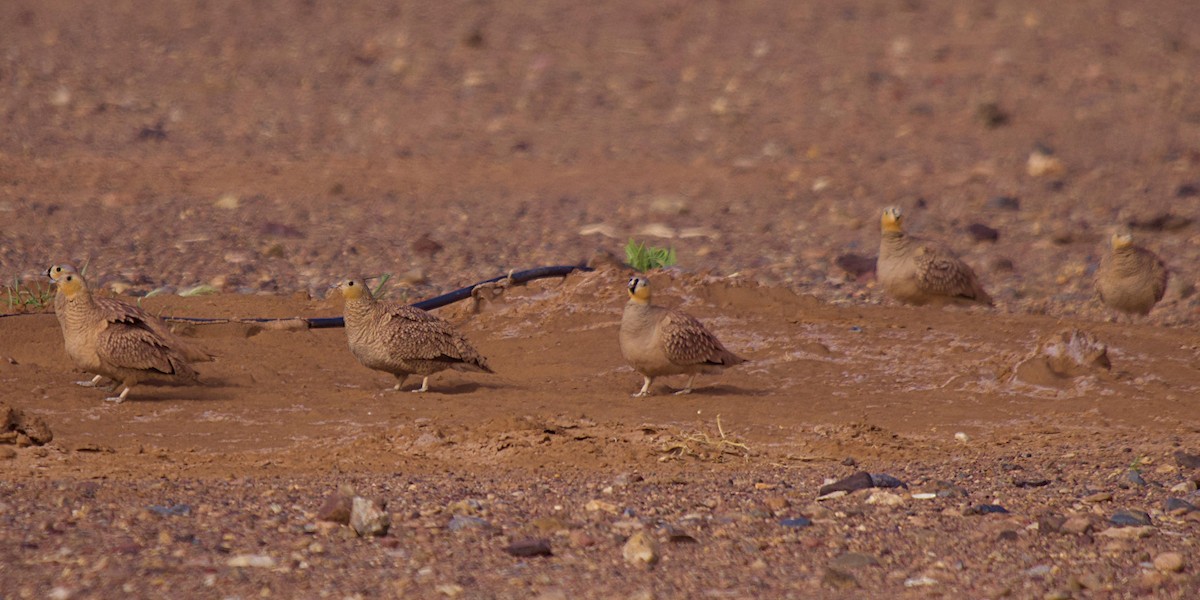 Crowned Sandgrouse - ML640848117