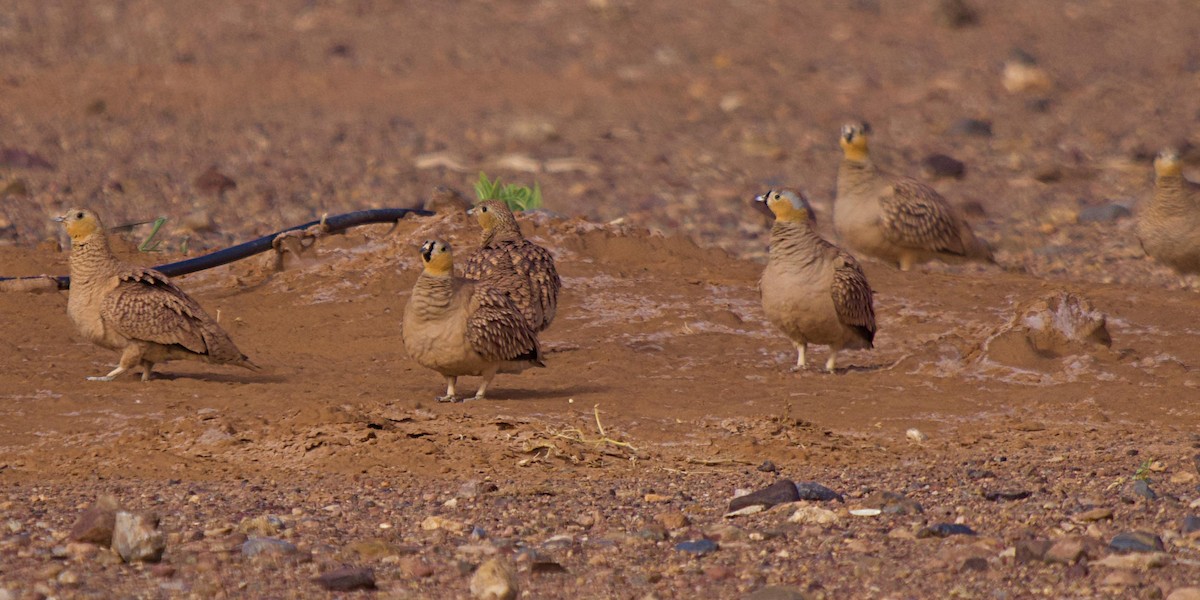Crowned Sandgrouse - ML640848118
