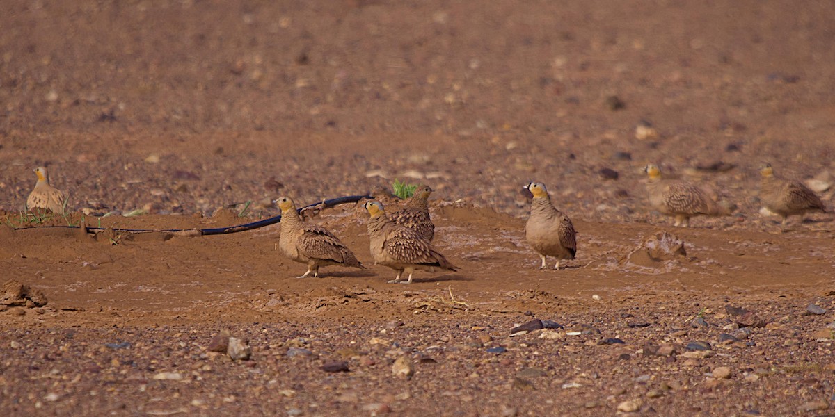 Crowned Sandgrouse - ML640848119