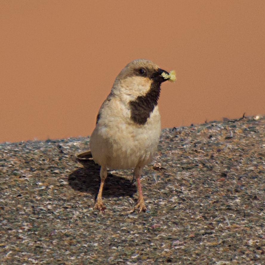 Desert Sparrow - ML640848165