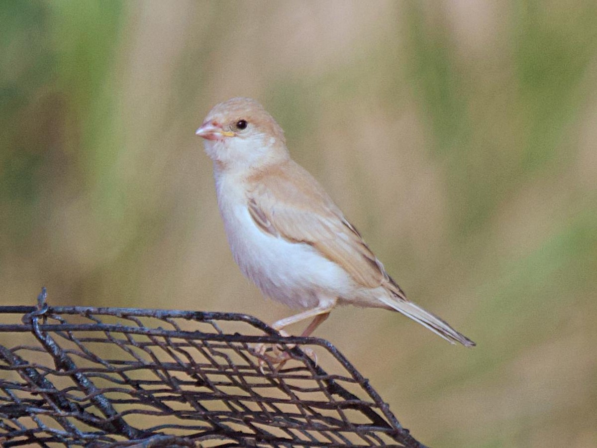 Desert Sparrow - ML640848167