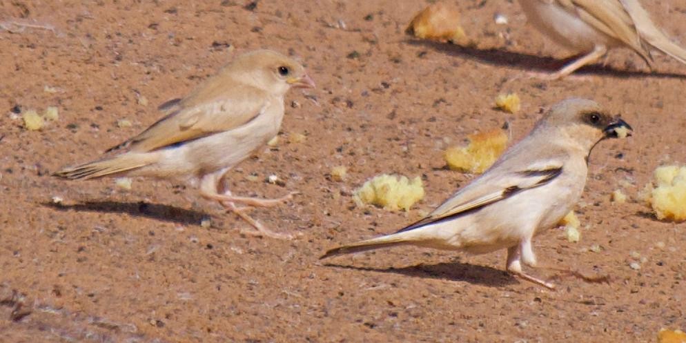 Desert Sparrow - ML640848168