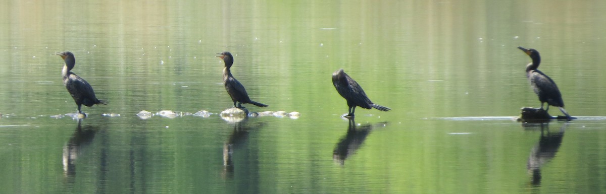 Neotropic Cormorant - ML640848174