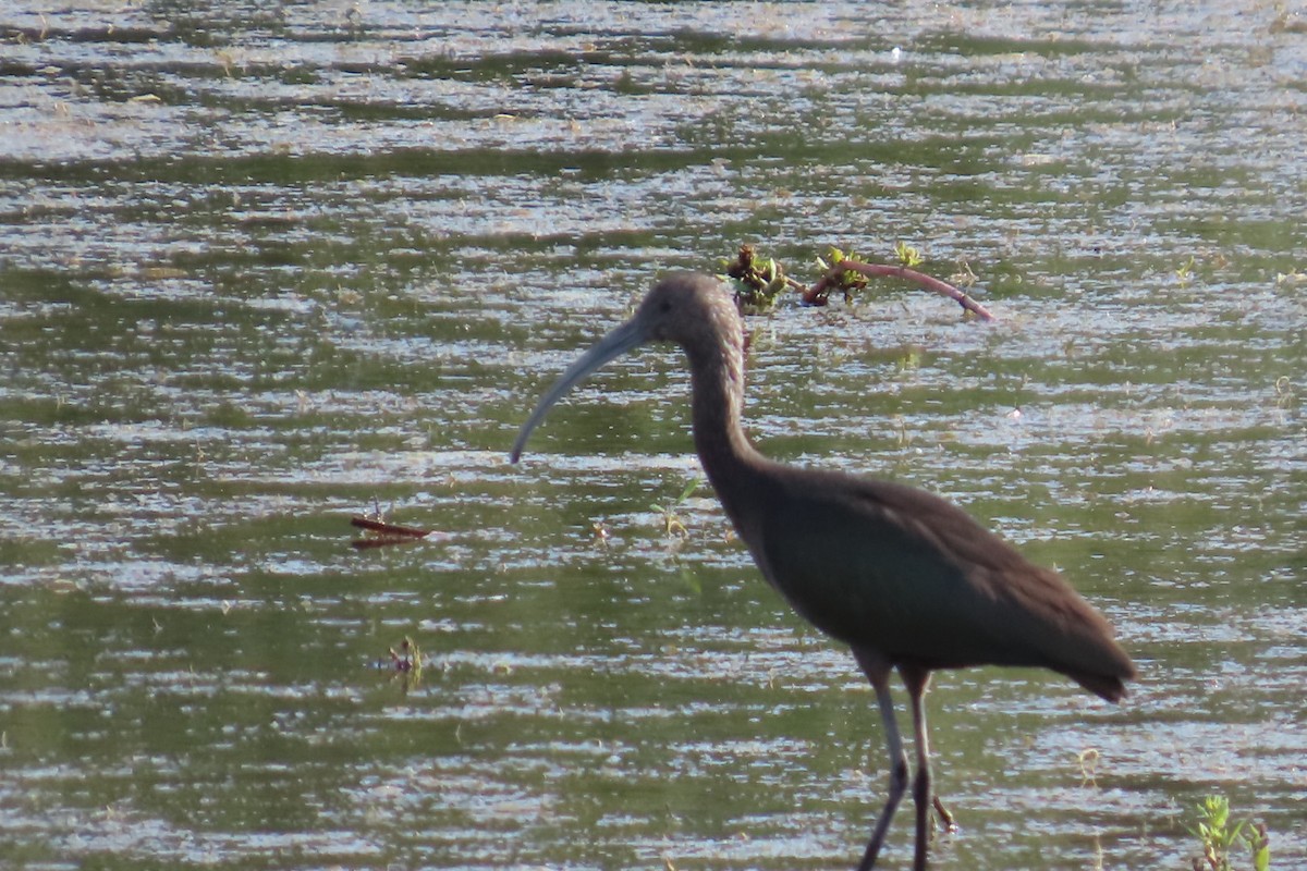 White-faced Ibis - ML640848182