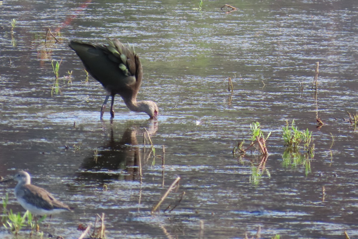 White-faced Ibis - ML640848183