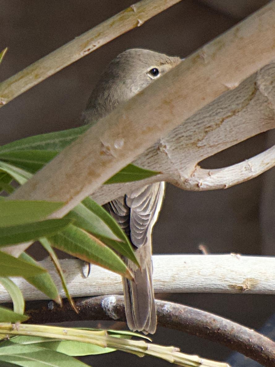 Eastern Olivaceous Warbler - ML640848186