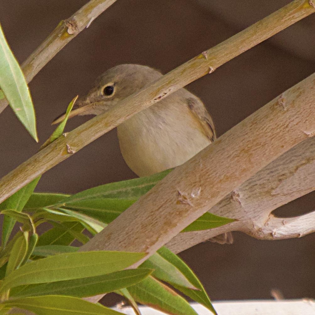 Eastern Olivaceous Warbler - ML640848188