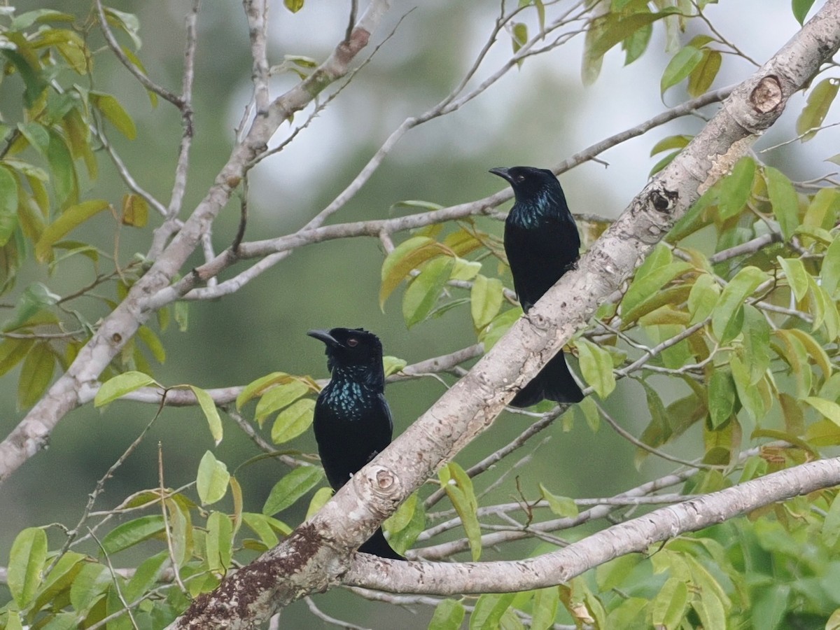 Hair-crested Drongo (Mentawai) - ML640848262