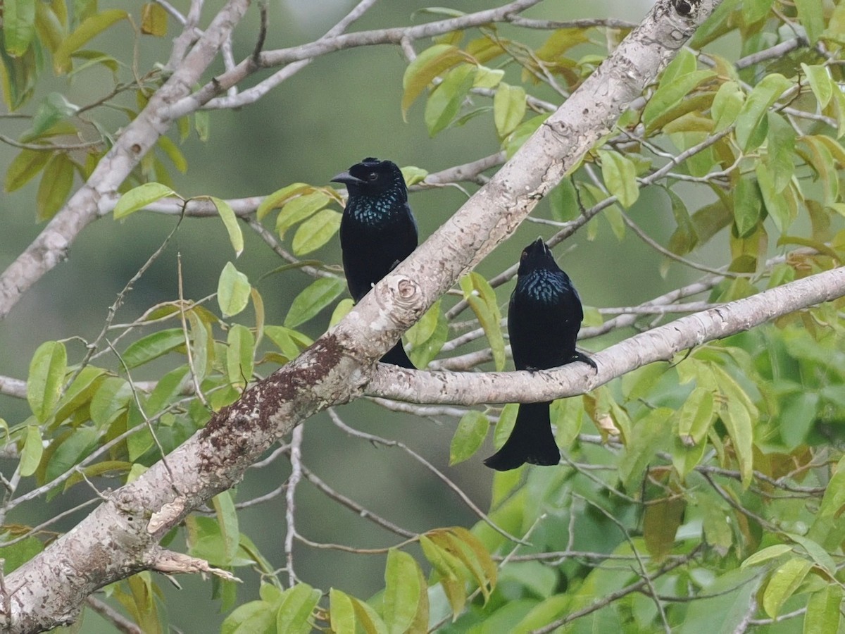 Hair-crested Drongo (Mentawai) - ML640848263