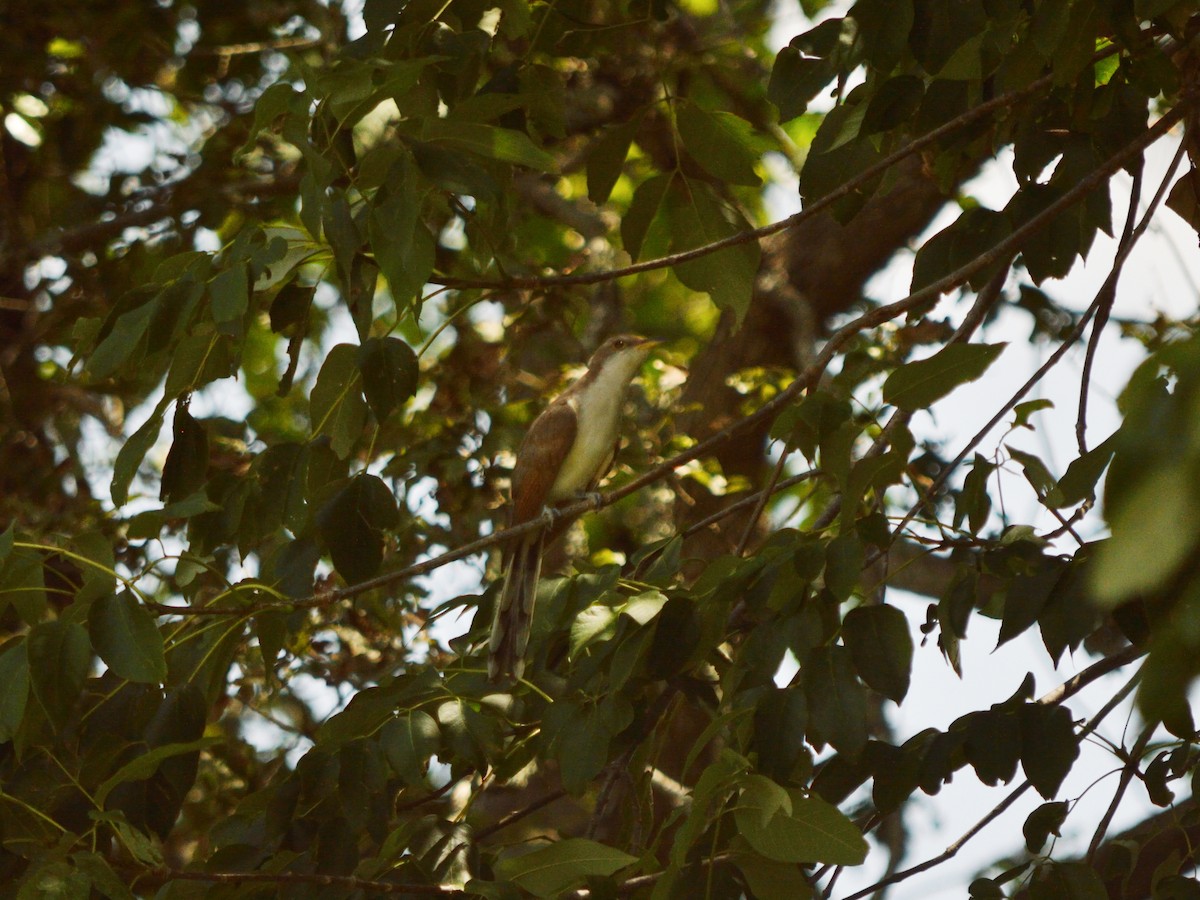 Yellow-billed Cuckoo - ML640848291