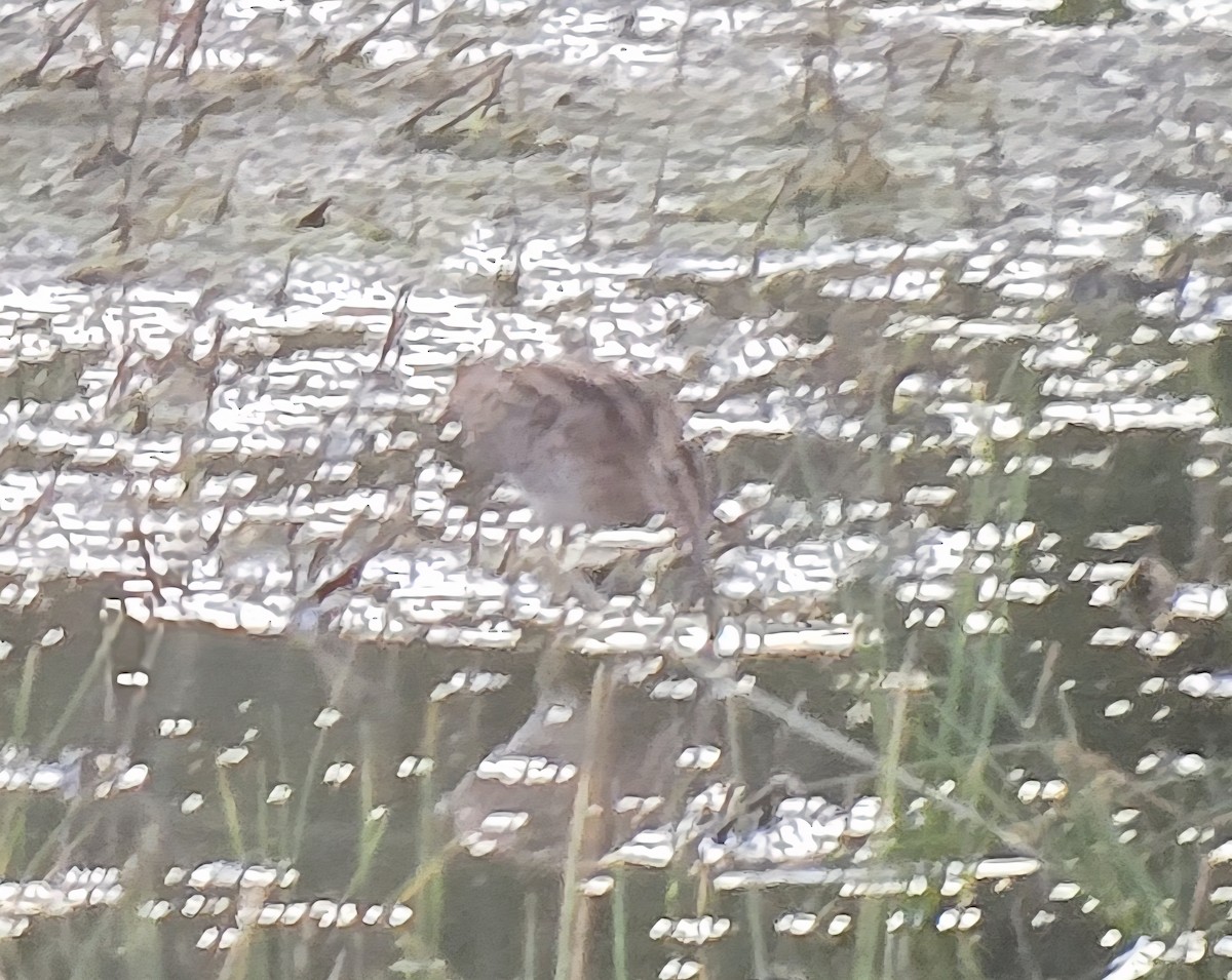 Wilson's Snipe - ML640848303