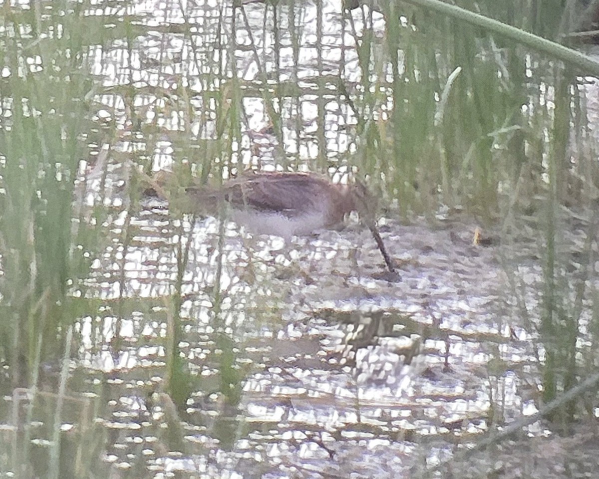 Wilson's Snipe - ML640848309