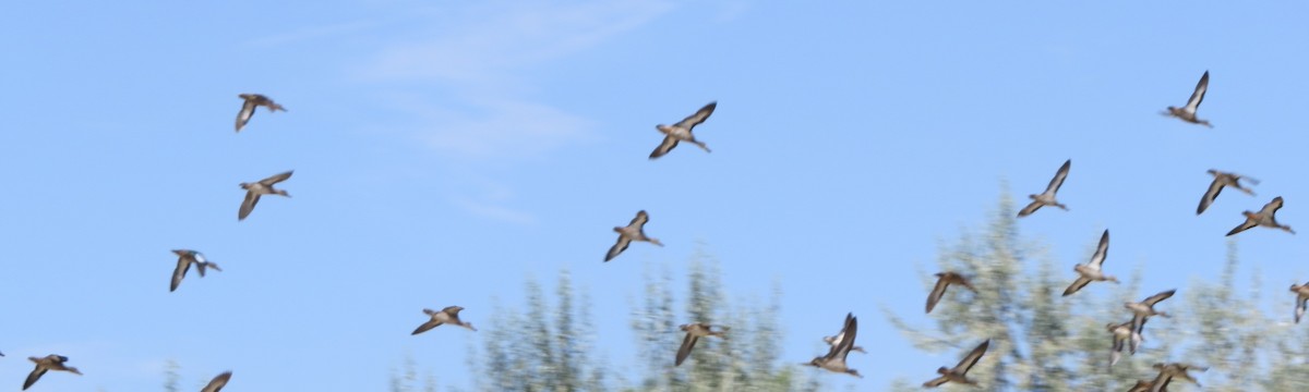 Cinnamon Teal - ML640848379