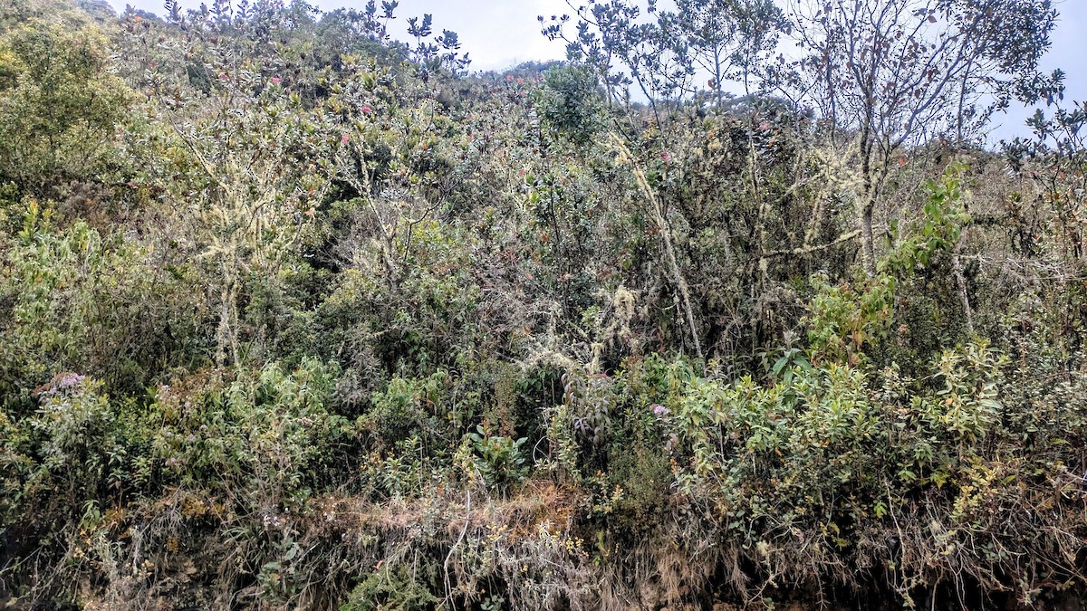 Ayacucho Antpitta - ML640848380