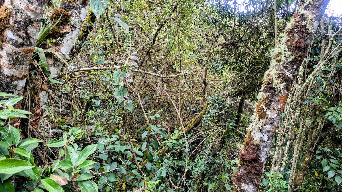 Ayacucho Antpitta - ML640848381