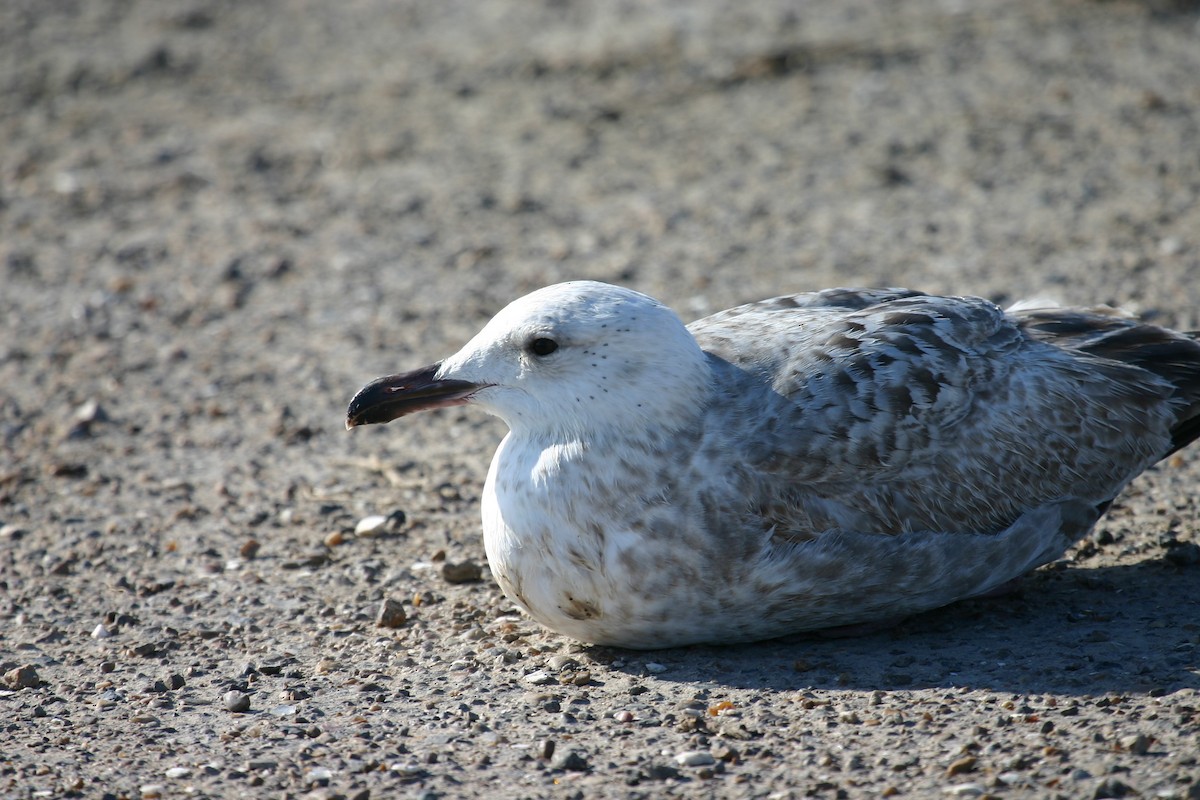 Great Black-backed Gull - ML640848393