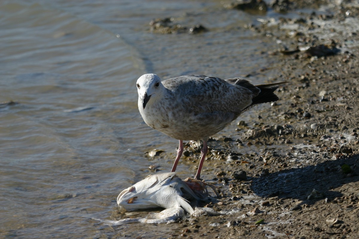 Great Black-backed Gull - ML640848403