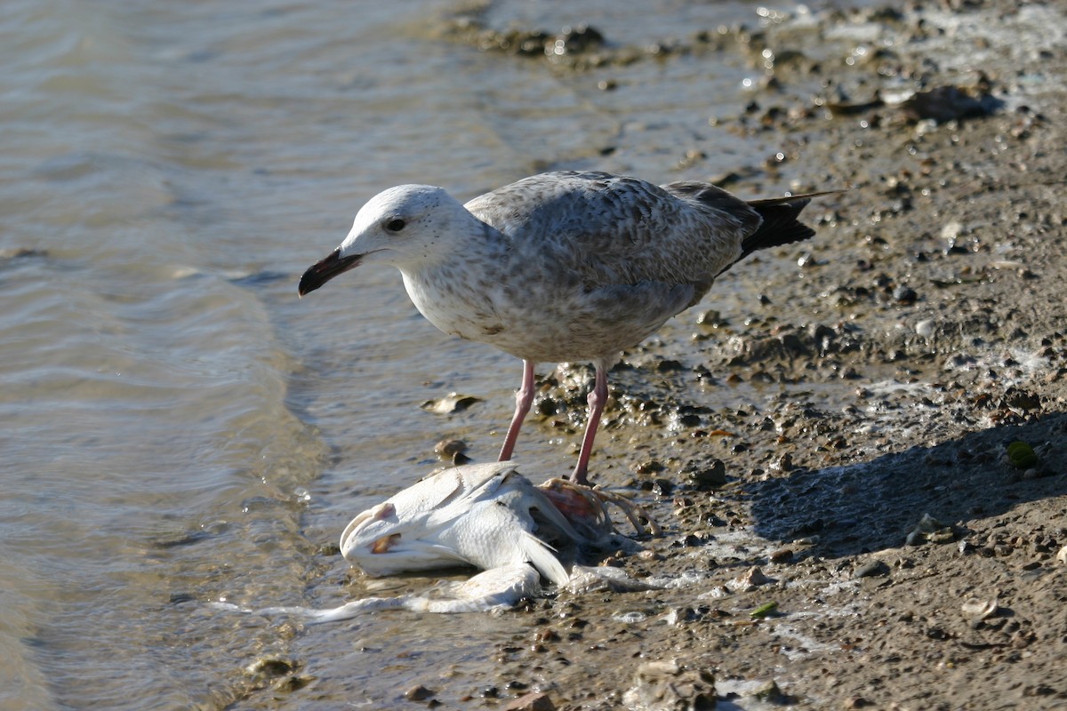 Great Black-backed Gull - ML640848407