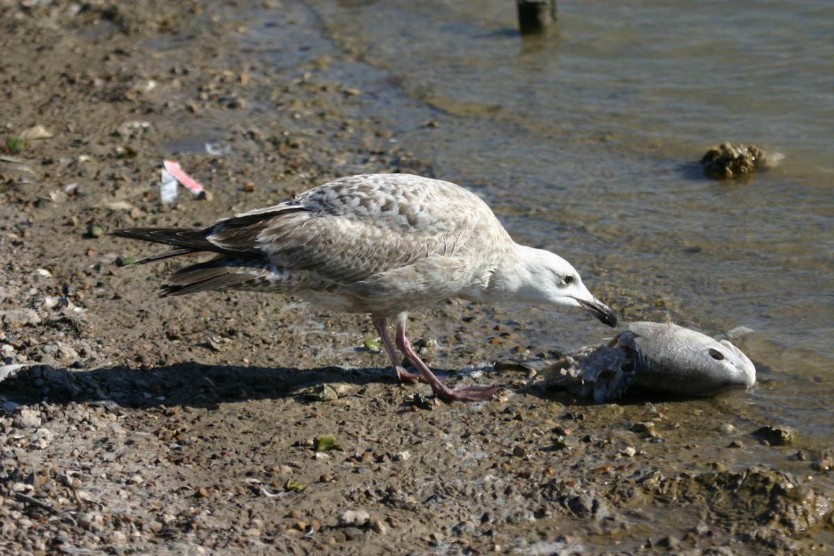 Great Black-backed Gull - ML640848412