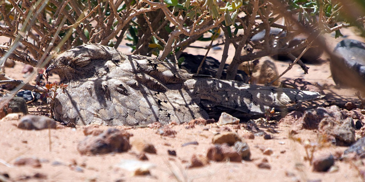 Egyptian Nightjar - ML640848420