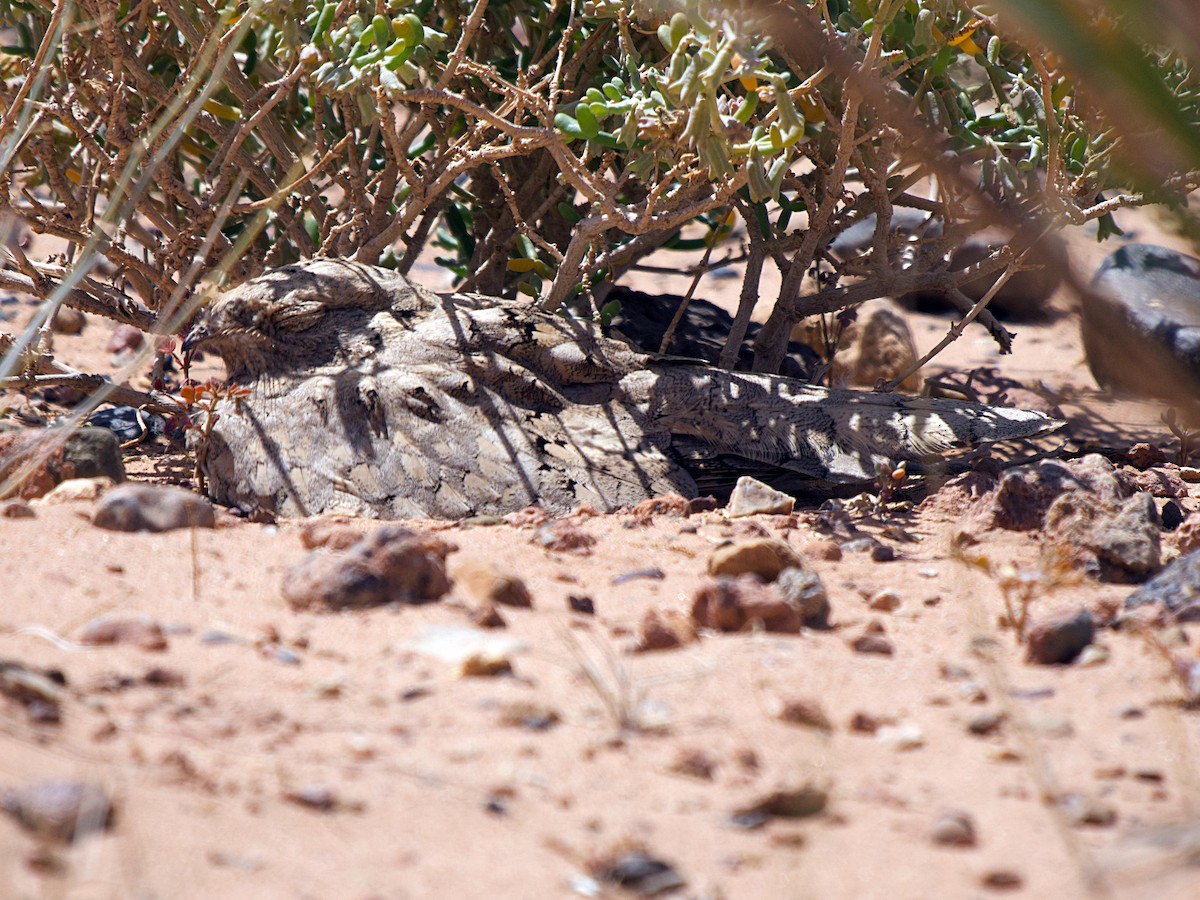 Egyptian Nightjar - ML640848421