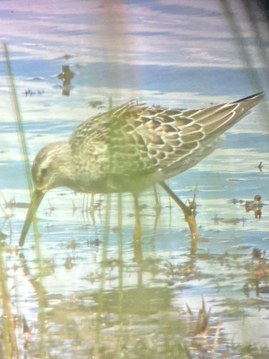 Stilt Sandpiper - ML640848424