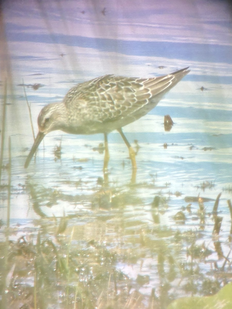 Stilt Sandpiper - ML640848426