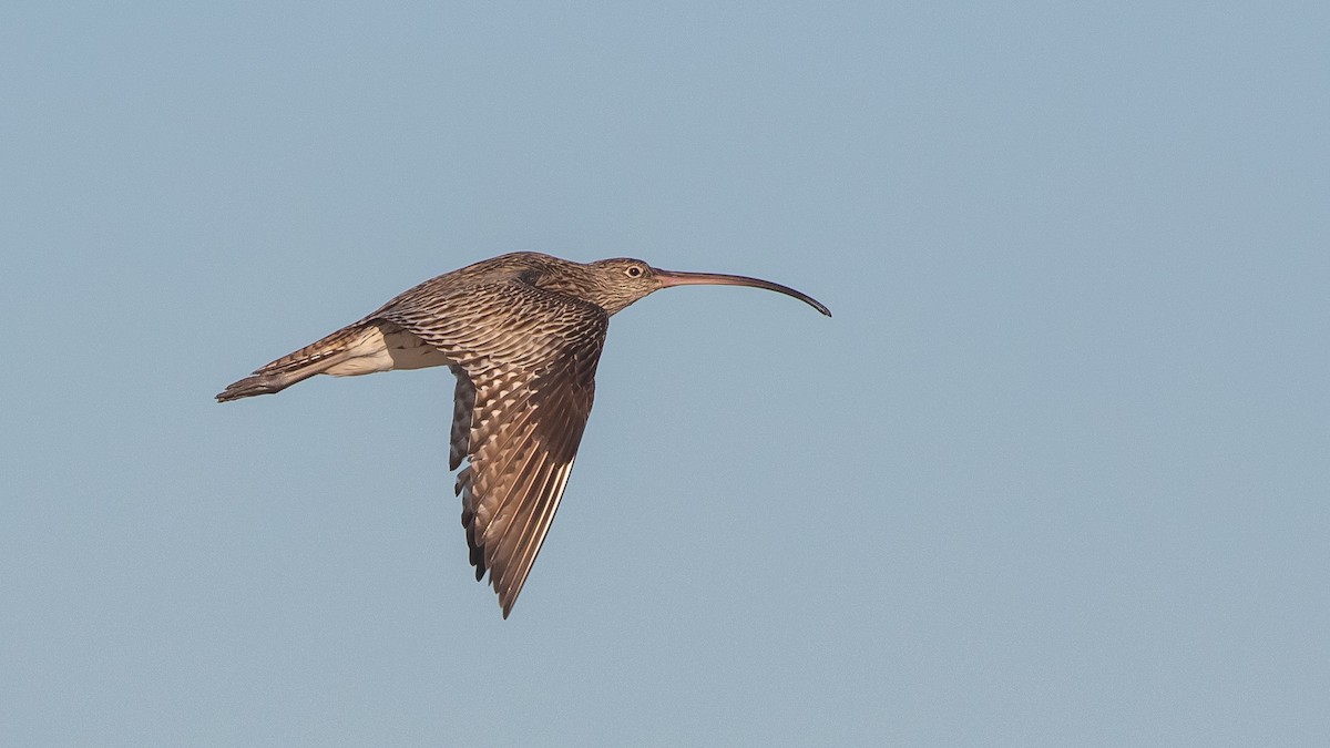 Isabellbrachvogel - ML640848447