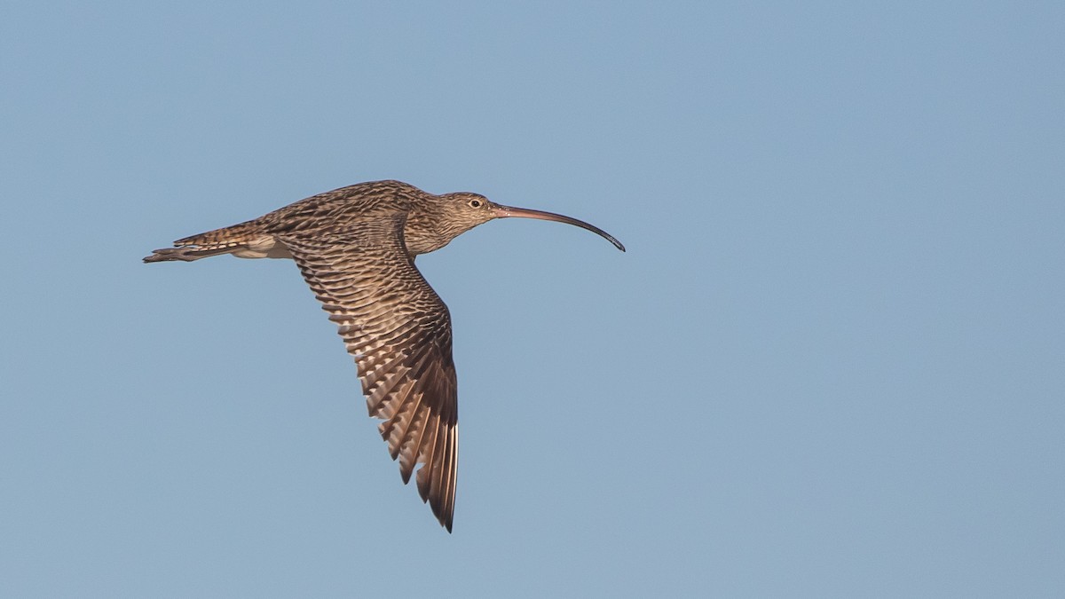Isabellbrachvogel - ML640848449