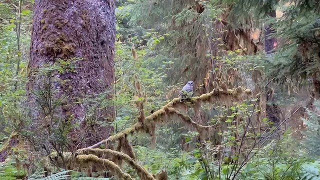 Barred Owl - ML640848469