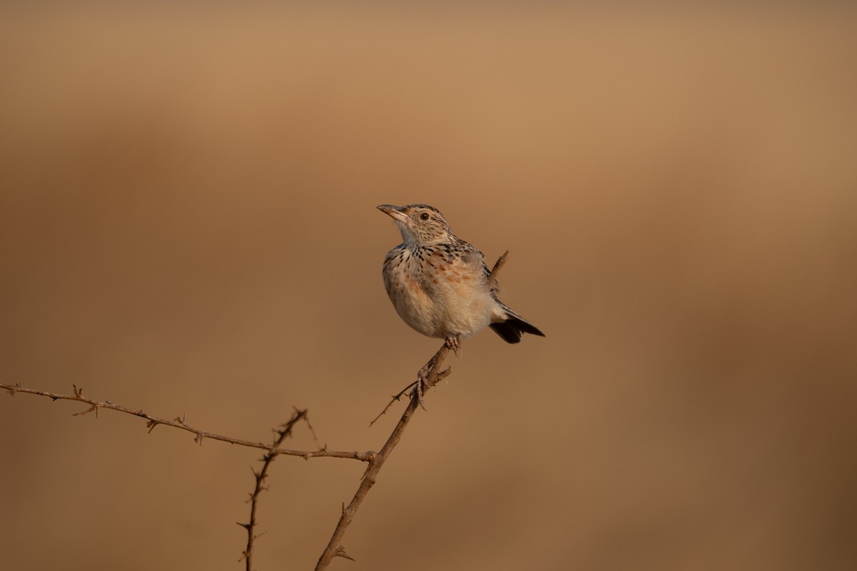 Red-winged Lark - ML640848488