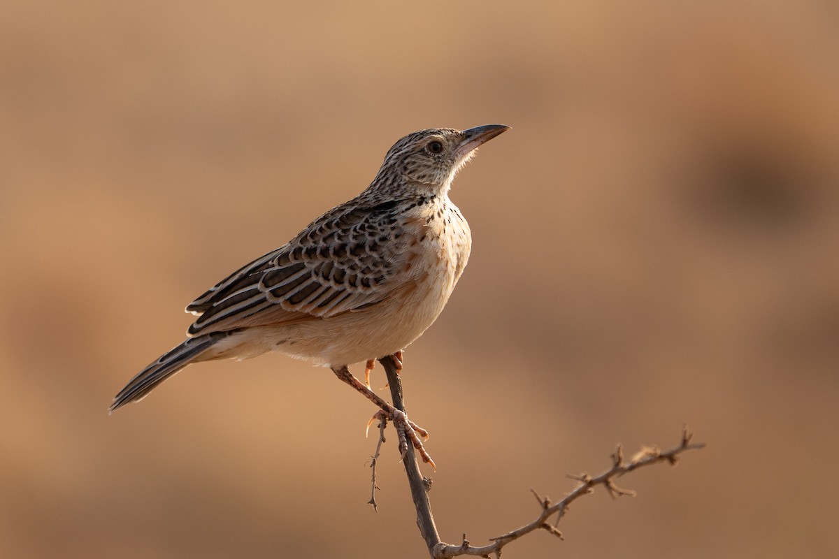 Red-winged Lark - ML640848489
