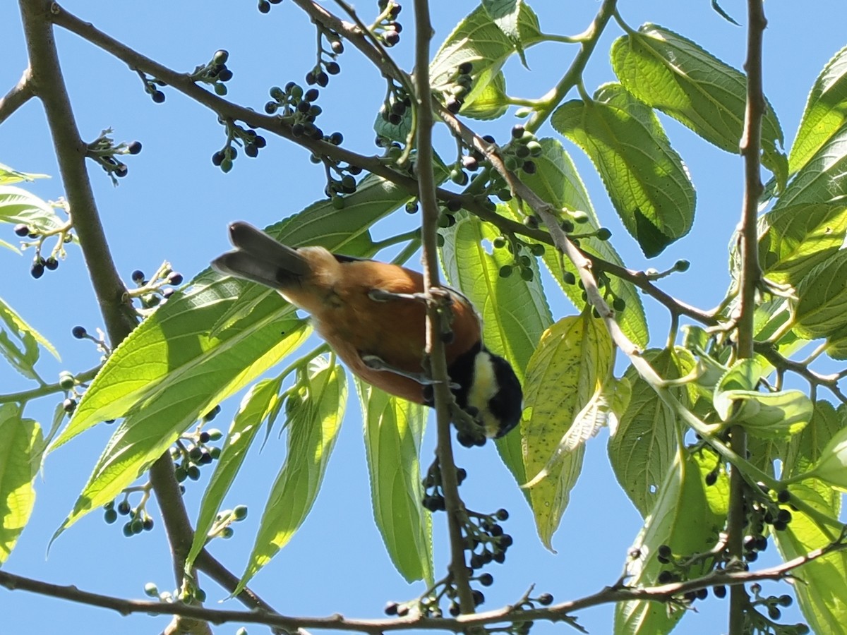 Chestnut-bellied Tit - ML640848508
