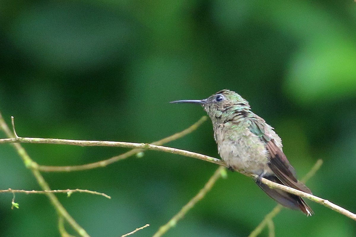 Scaly-breasted Hummingbird - ML640848513