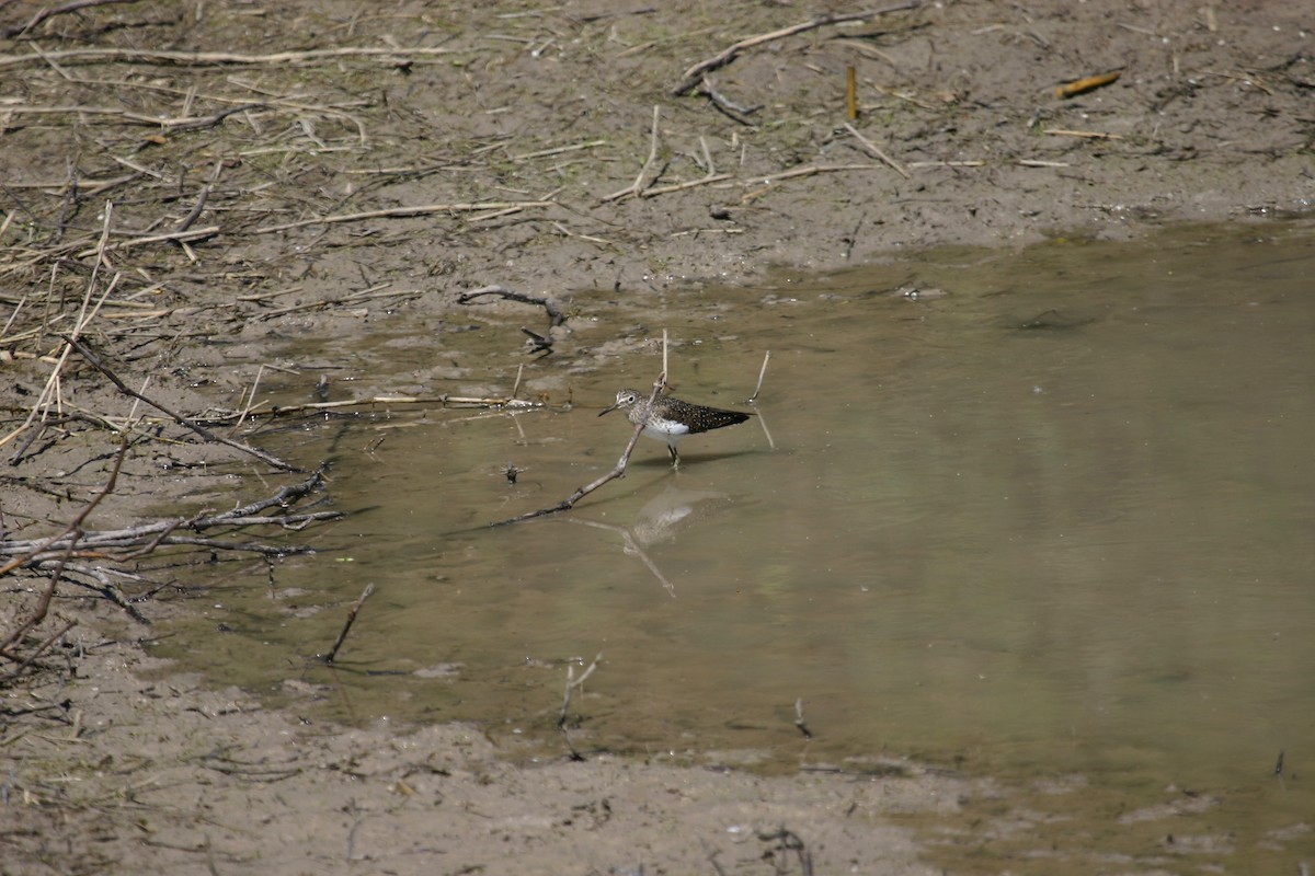 eremittsnipe - ML640848592