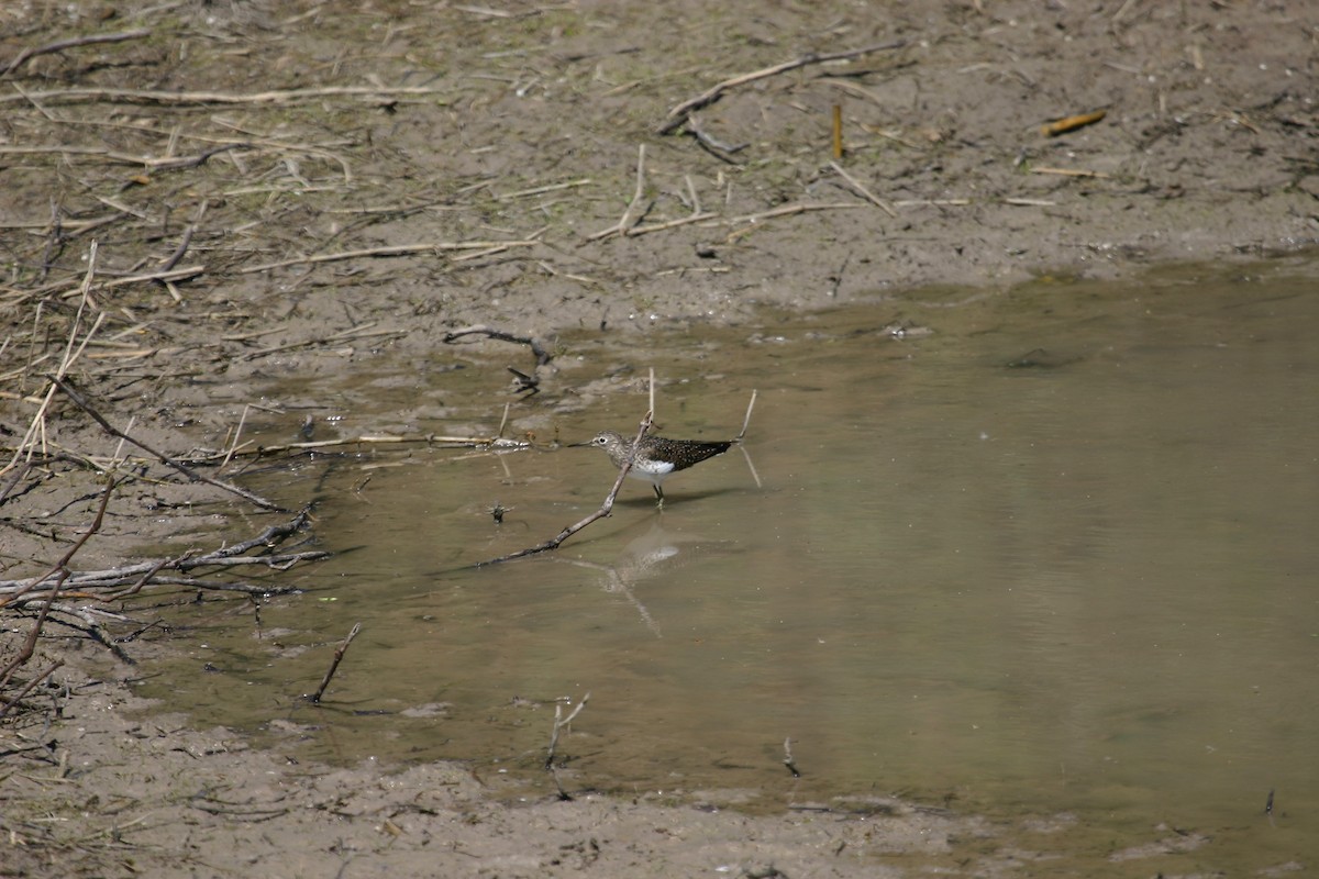 eremittsnipe - ML640848598